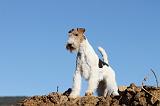 FOX TERRIER 396